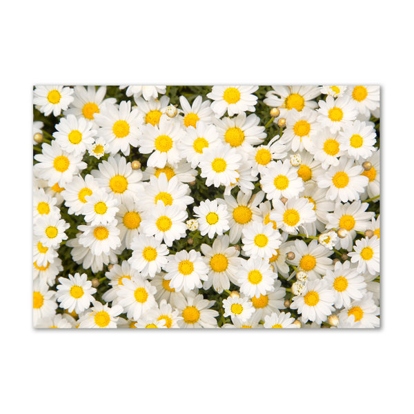 Wandbild 'Weiße Gänseblümchen' Auf Leinwand 100x50 Cm - Blumendeko Für Wohnzimmer, Schlafzimmer & Mehr